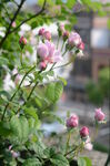 月季花