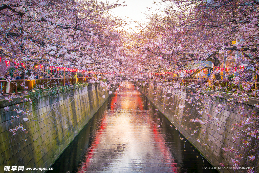 樱花风景旅游图片