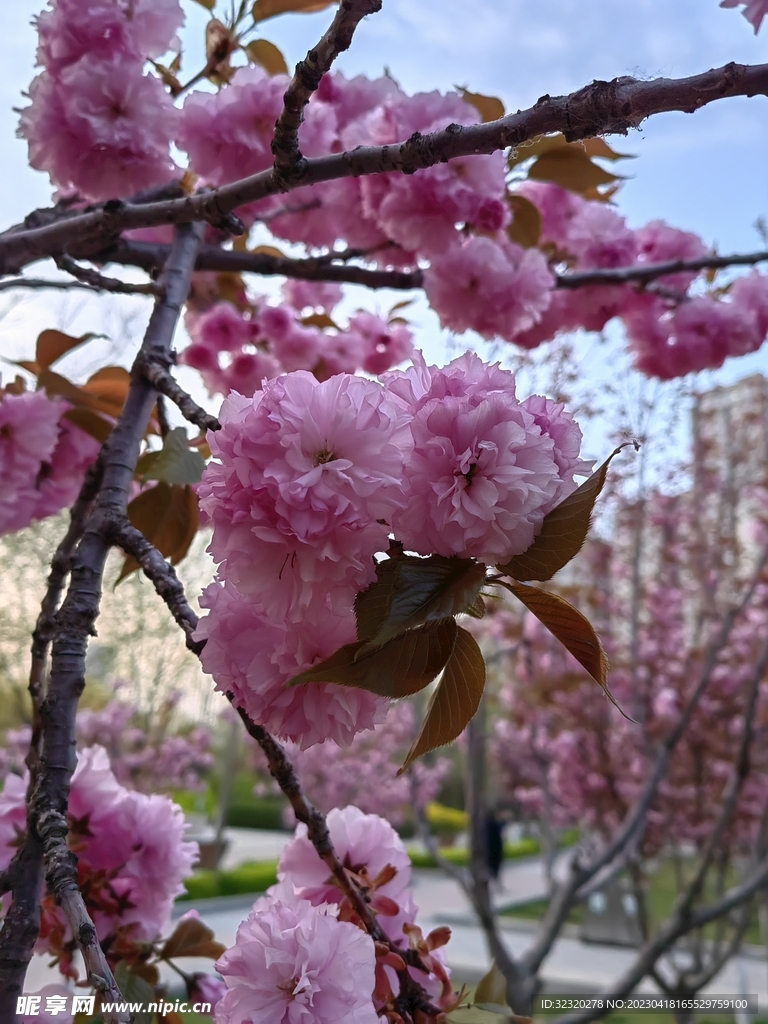 樱花