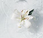 丁香花