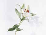 丁香花
