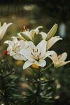 丁香花