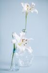 丁香花