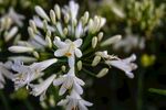 丁香花