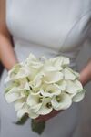 丁香花
