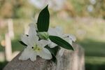 丁香花
