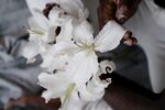 丁香花