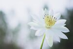 百合花