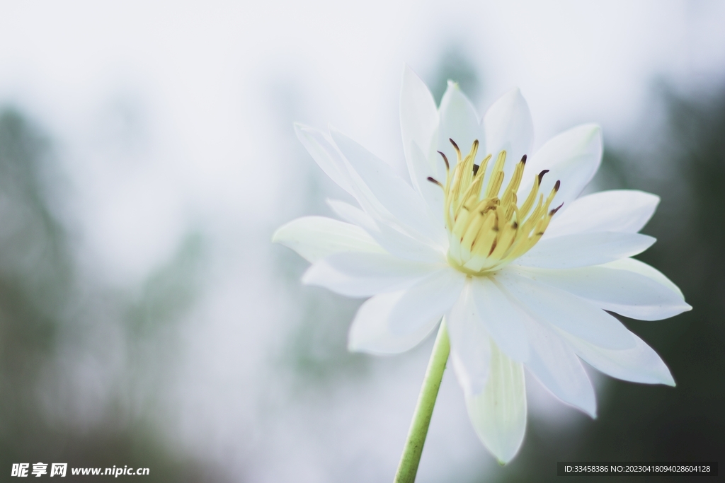 百合花