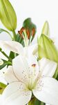百合花