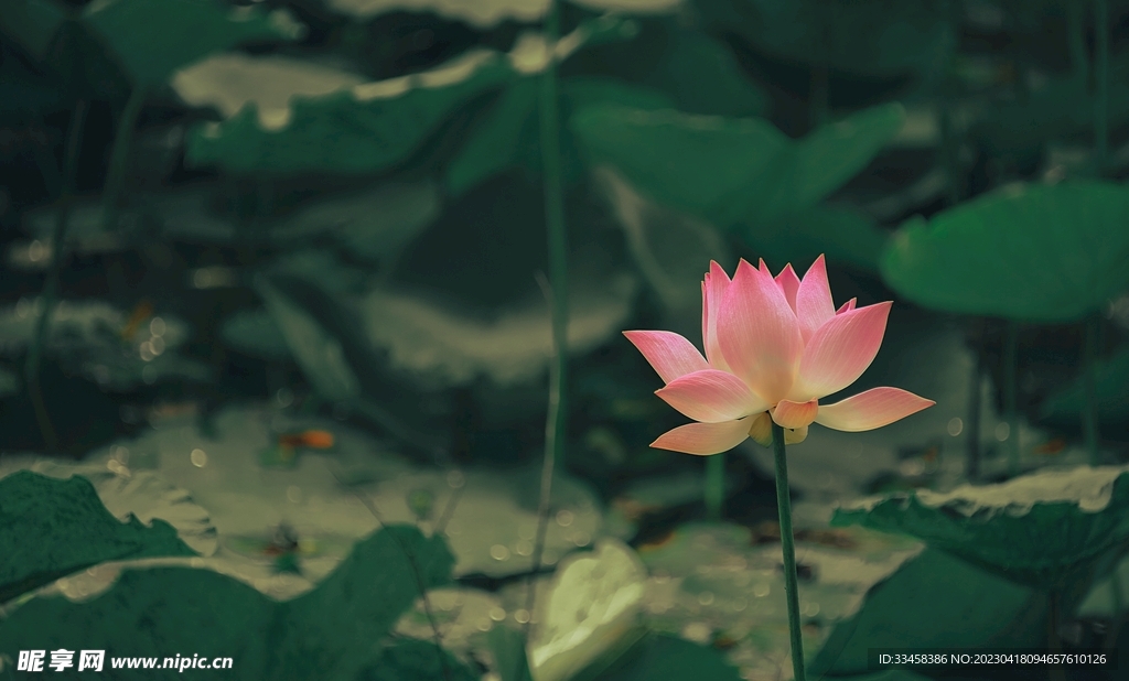 荷花