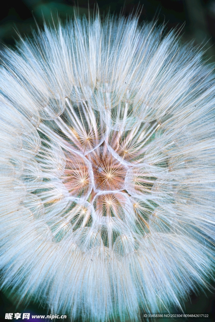 蒲公英