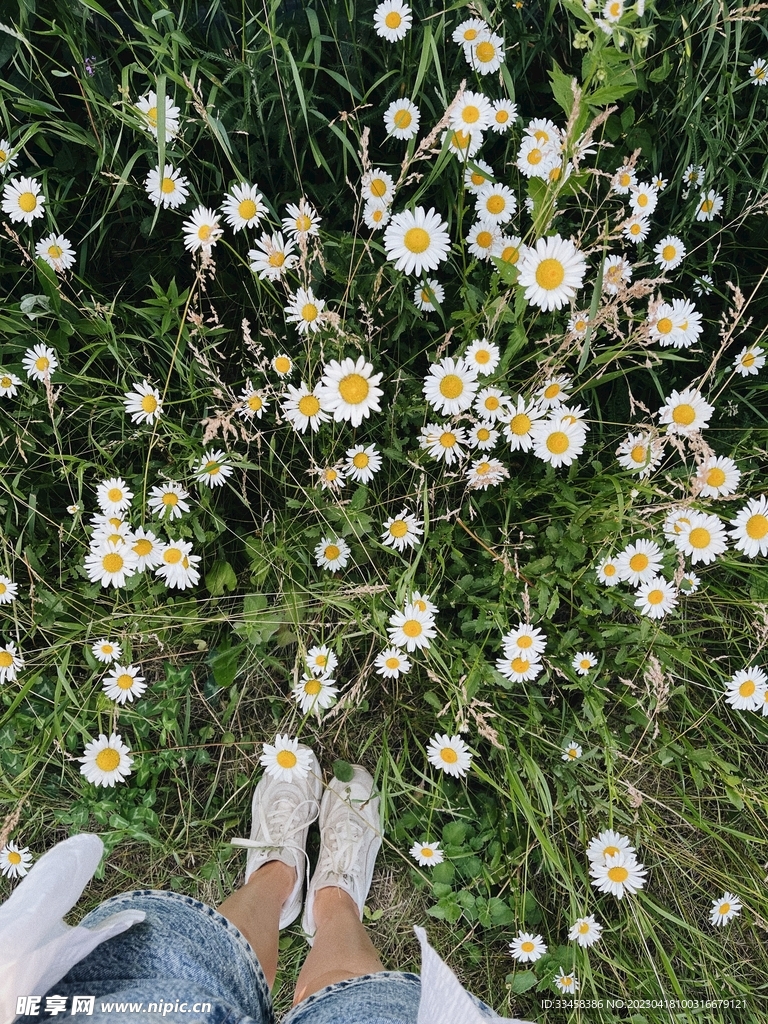 洋甘菊