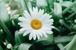 洋甘菊