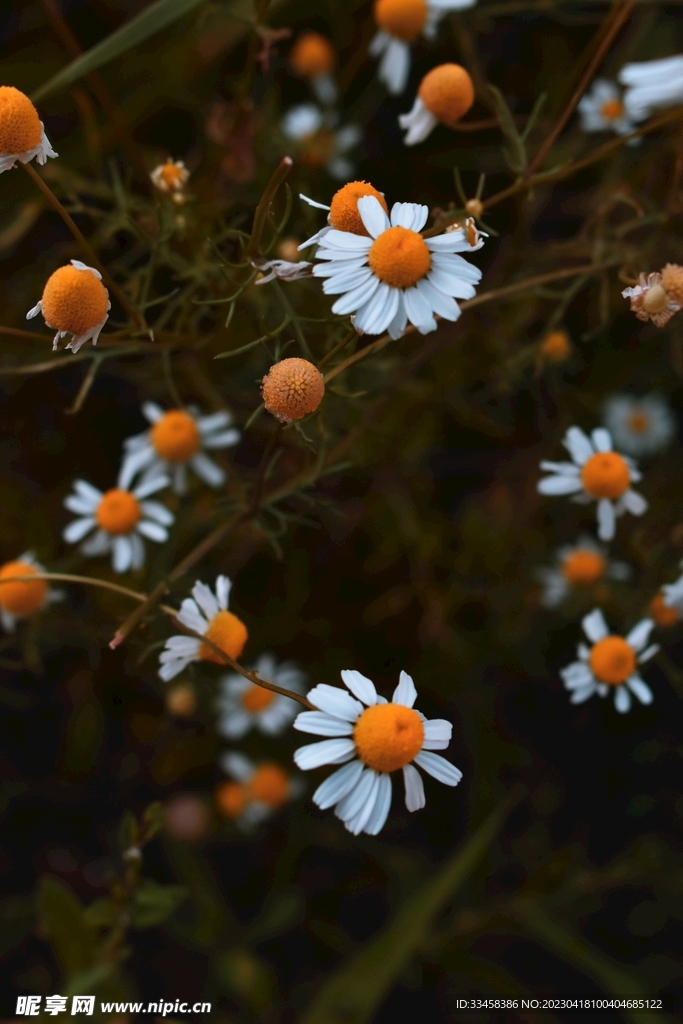 洋甘菊