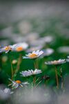 洋甘菊