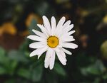 洋甘菊