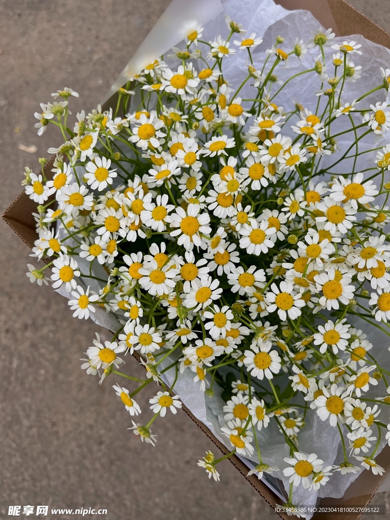 洋甘菊