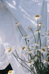 洋甘菊