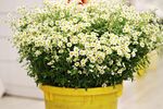 洋甘菊