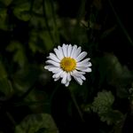 洋甘菊