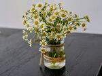 洋甘菊