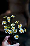 洋甘菊