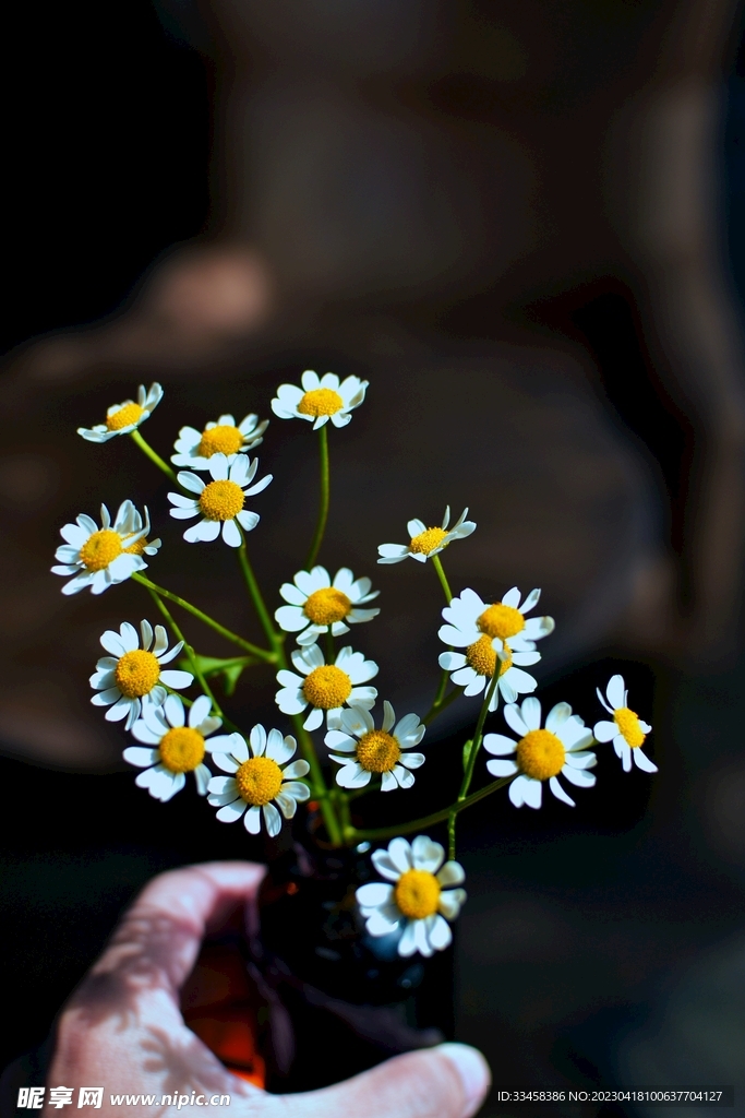 洋甘菊