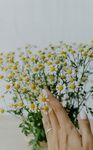 洋甘菊