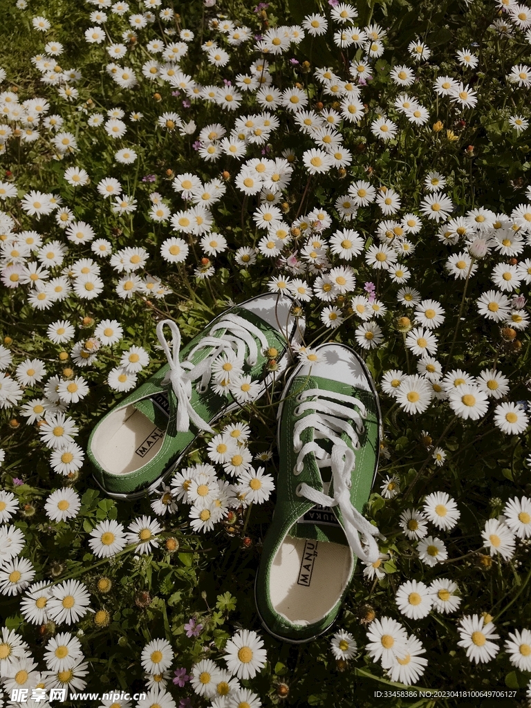 洋甘菊
