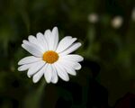 洋甘菊