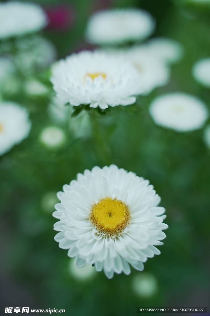 洋甘菊