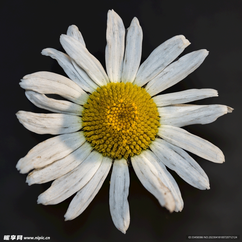 洋甘菊