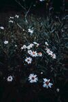 洋甘菊