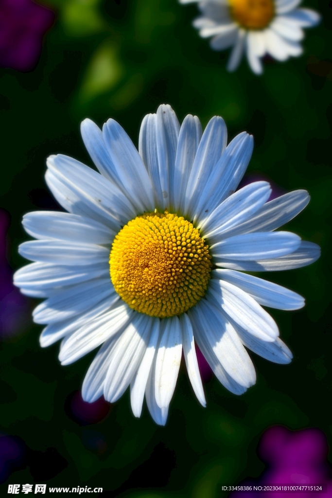 洋甘菊