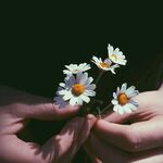 洋甘菊
