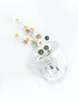 洋甘菊