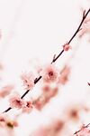 粉色樱花