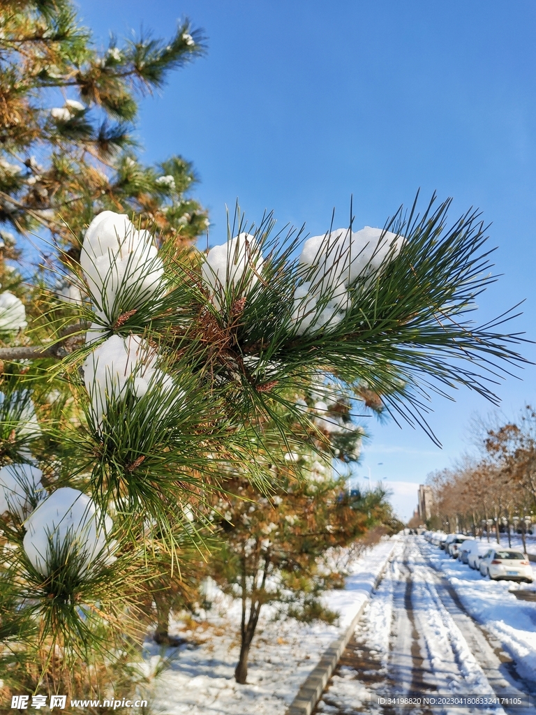 松树上的雪花