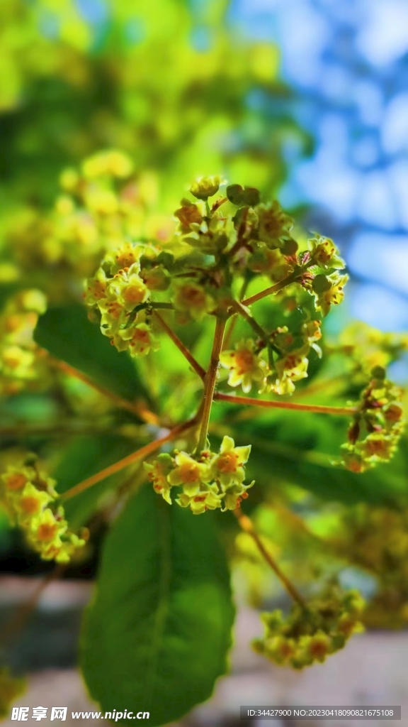 梦幻黄栌花