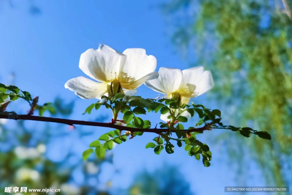 两枝刺梅花