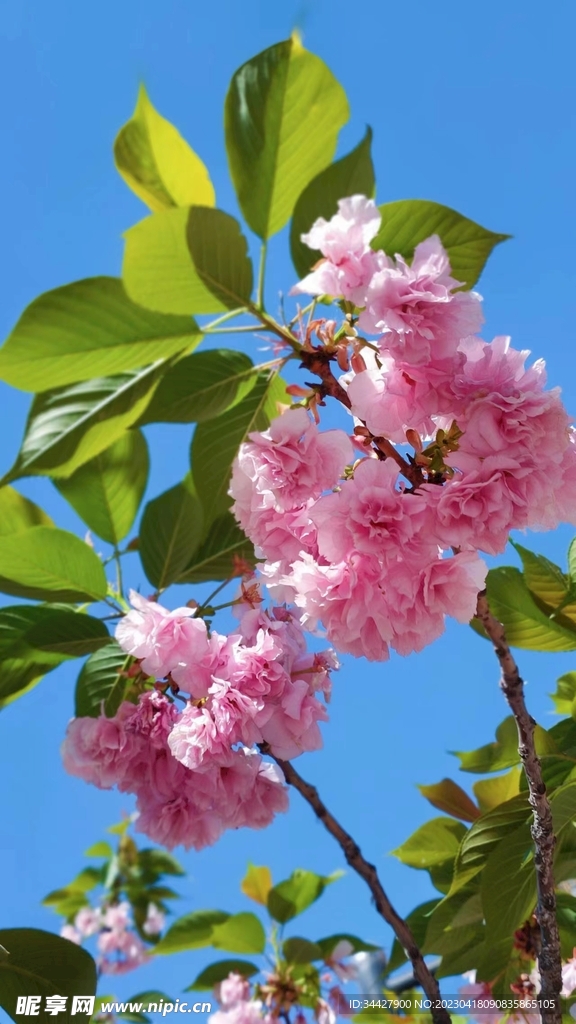 两枝海棠花