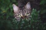 小猫