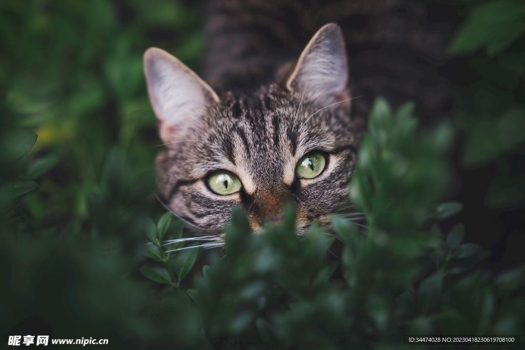 小猫