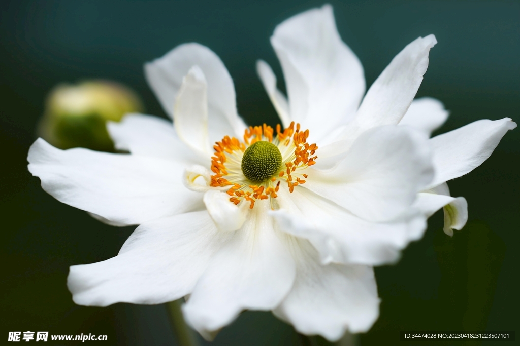 昙花