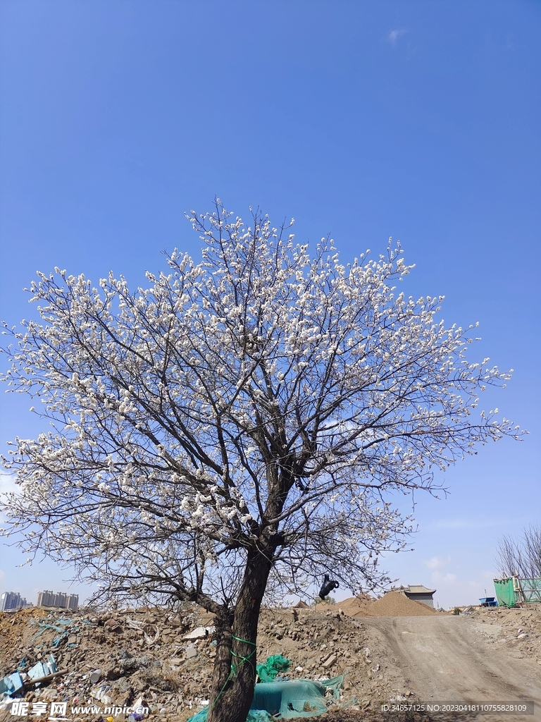 废墟中的杏花