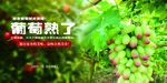 葡萄