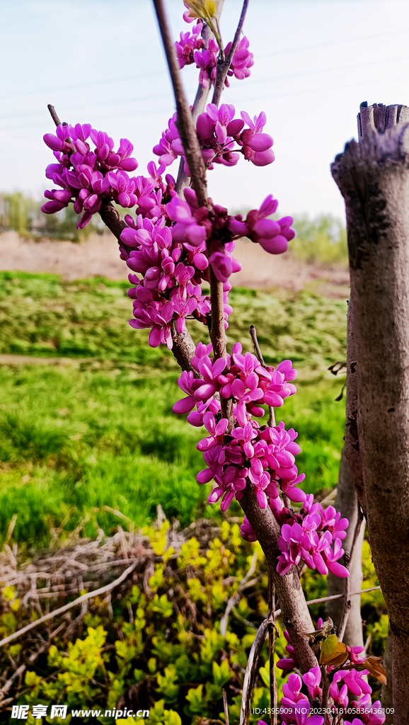 紫金花