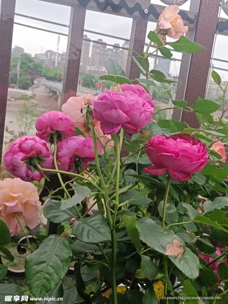 月季 