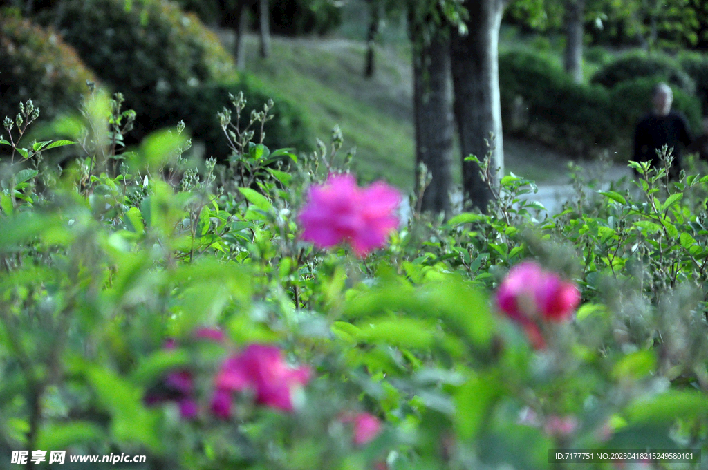 鲜花